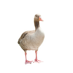 Goose, isolated on white background