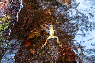 Dead frog in New Hampshire brook
