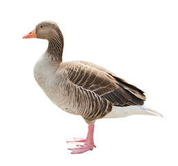 Goose, isolated on white background