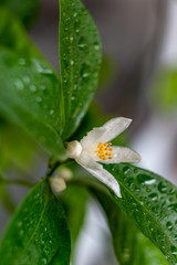 Blooming indoor calamondine tree isolated on white background