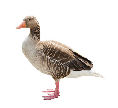 Goose, isolated on white background