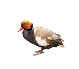 The red-crested pochard (Netta rufina)  - large diving duck (Male), isolated on white background