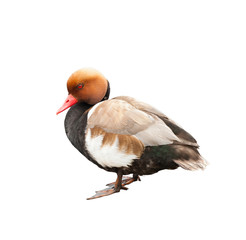 The red-crested pochard (Netta rufina)  - large diving duck (Male), isolated on white background