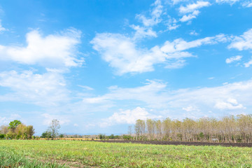 Beautiful sugar cane field with blue sky and cloudy nature background. Sugarcane field beside country road.