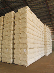 ALGODÃO, plantação de algodão, colheita de algodão