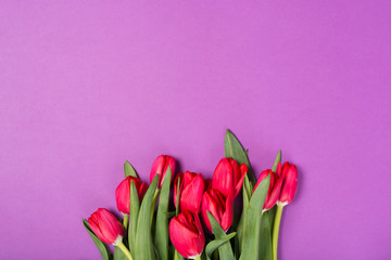 Beautiful red tulips on purple background. Happy Mothers day. Space for text. Greeting card. Hello spring concept. Greeting card. Holidays concept. Copy space, top view. Birthday. Copy space. Top view