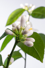 Obraz premium Blooming indoor lemon tree isolated on white background