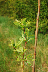 The young leaves growing on a European Bluefre Plum tree (Prunus Domestica) in spring (mid April)

