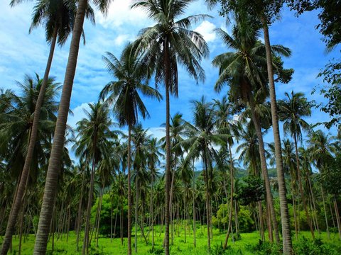Low Angle View Of Palm Trees In Forest © kritsana nanthakit/EyeEm