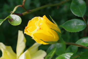  rose jaune