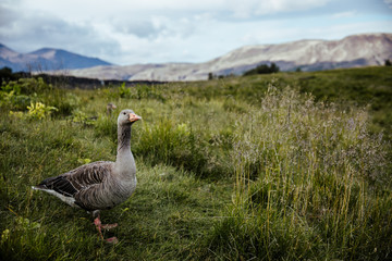 goose in the mountains