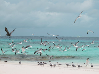 The beach with a beautiful sea and seagulls