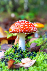 Fly agaric Mushroom