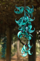 jade vine rarest plant in the world © Olga
