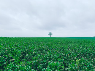 Lonely tree in the field