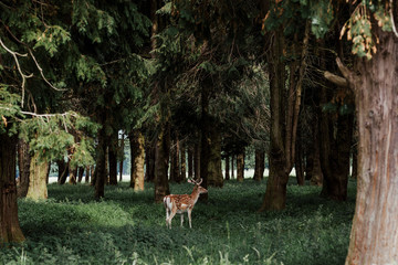 Obraz na płótnie Canvas deer in the forest