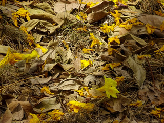Yellow leaf pattern. Leaf background