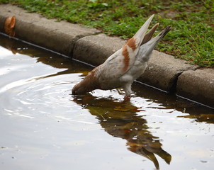 A light pigeon drinking water from a puddle of green lawn