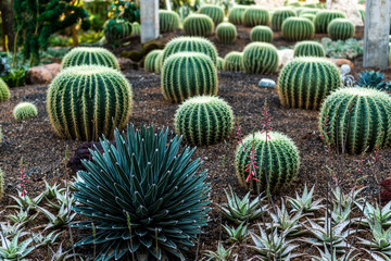 Rounded cactus on the tropical garden