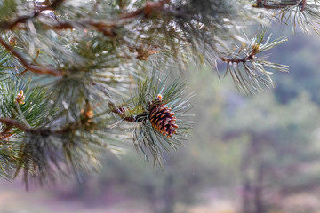 Cone on a pine branch. Pine branch on a blurred background