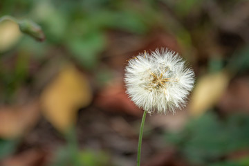 The softness of the Dandelion flower, belonging to the Taraxacum plant genus. A flower of rare delicacy.