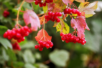 Obraz premium Viburnum bush with red berries in rainy weather