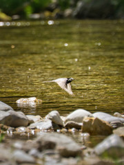 ird,meer, wasser, natur, tier, beach, ozean, wild lebende tiere, weiß, schnabel, bird, see, feather, gestade,