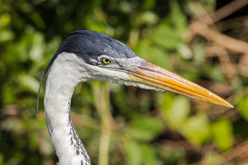 A bird watches closely what happens around it.