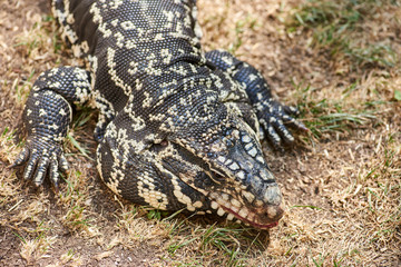 animals, reptiles in captivity in traveling mini zoo