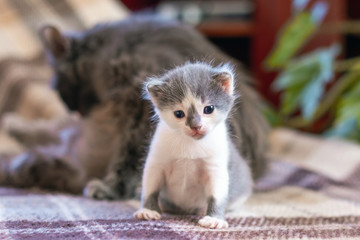 A small kitten is sitting in a room next to his mother cat