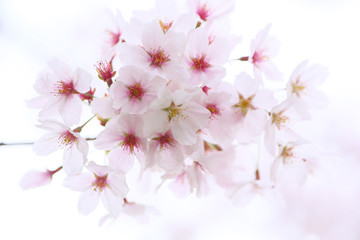 A close-up of cherry blossoms that seem to blend into the background.