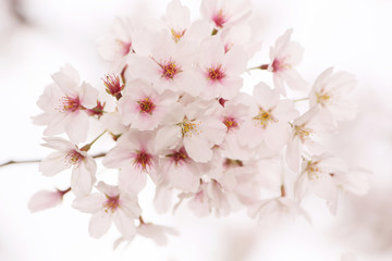 You will be fascinated by the fluffy and pretty cherry blossom close-up.