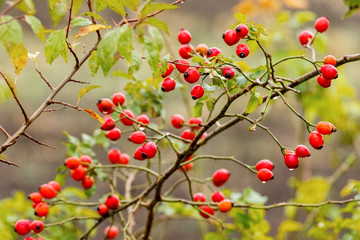 Red berries on rose bushes in rainy weather