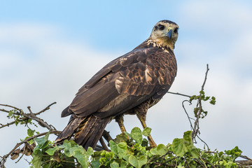 A bird watches closely what happens around it.