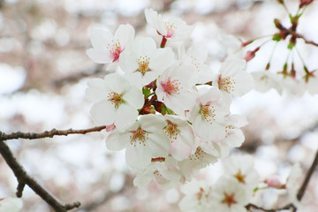 One of the petals of cherry blossoms is plain, but when many gather, it looks dignified.