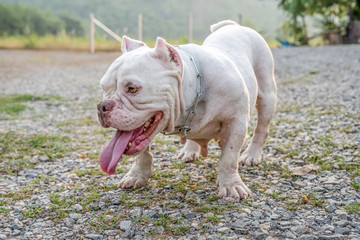 White pitbull dogs are enjoying the morning garden, white   American Exotic Bullies  are playing in...