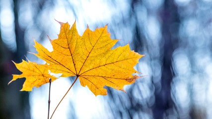 Obraz premium Yellow autumn maple leaf in the forest on a blurred background