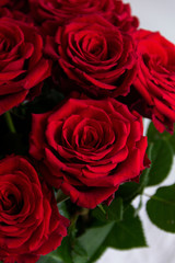 red roses on a white background