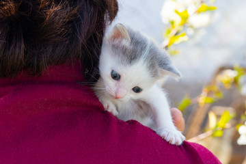 Little cute kitten on a woman's shoulder