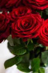 red roses on a white background