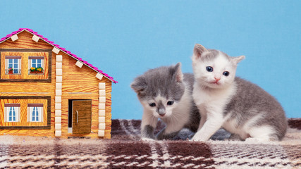 Little cats play near the toy house