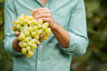 Farmers hands with freshly harvested grapes