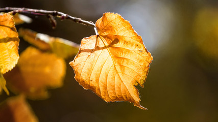 Yellow autumn leaf on a branch in sunny weather