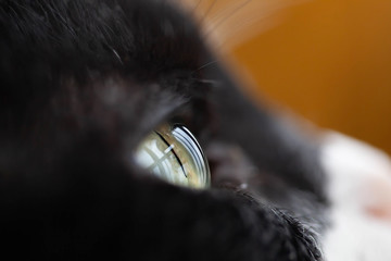 close up of cat eye
