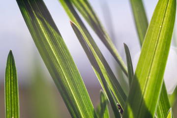 Fototapeta premium green grass. Macro shooting of grass. Background Wallpaper photo