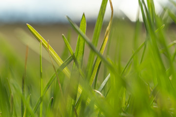 green grass. Macro shooting of grass. Background Wallpaper photo