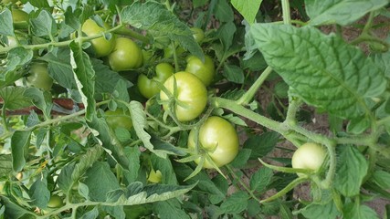 growing tomatoes in the garden