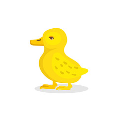 Yellow duckling domestic bird isolated on white
