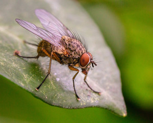 Musca domestica (House fly) macro photography