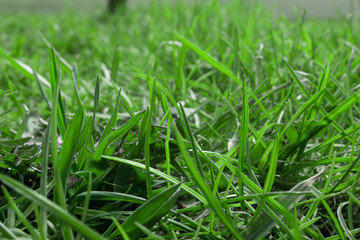 green grass. Macro shooting of grass. Background Wallpaper photo